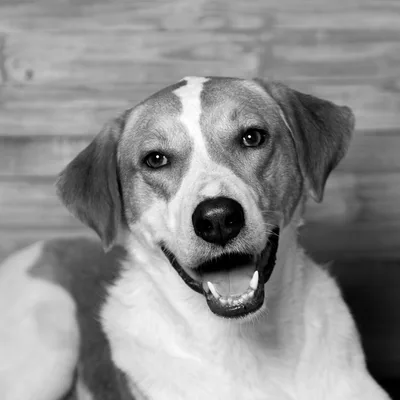 Leni